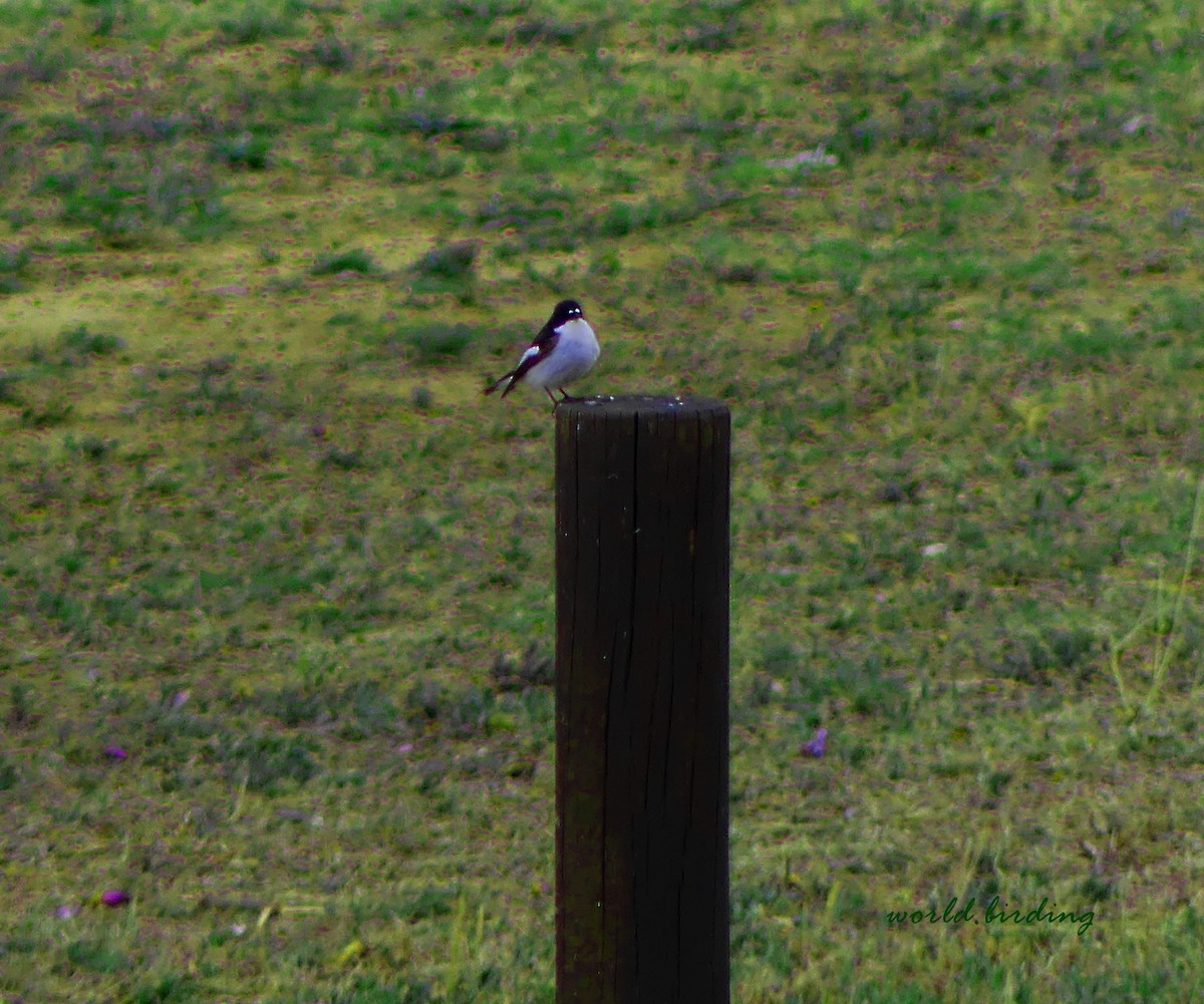 European Pied Flycatcher - ML618072349