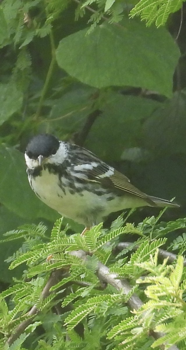 Blackpoll Warbler - Lawrence Datnoff