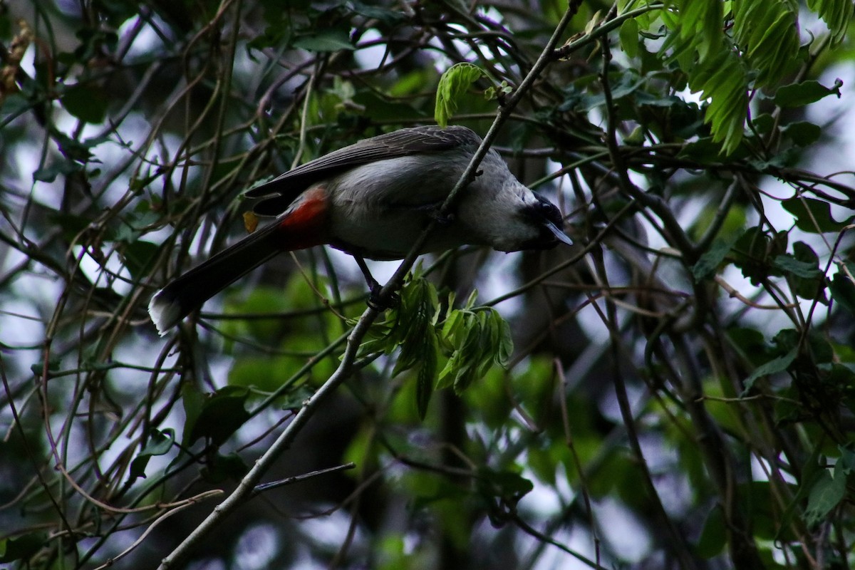 Sooty-headed Bulbul - ML618072352