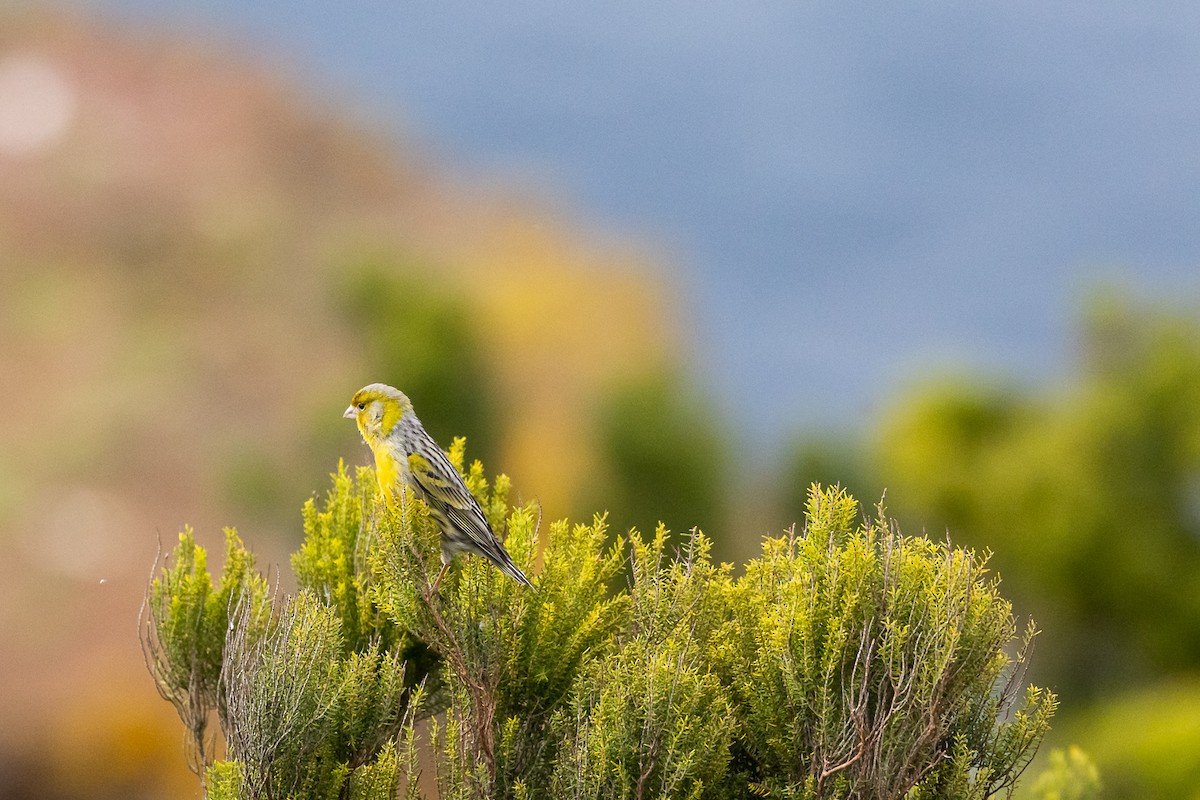 Island Canary - Francisco Garcia