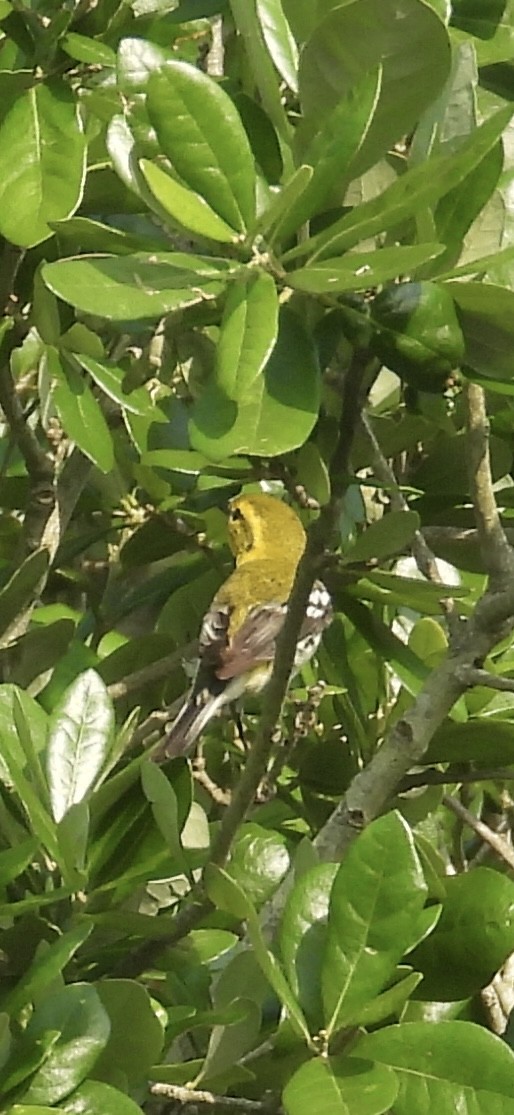 Black-throated Green Warbler - Lawrence Datnoff