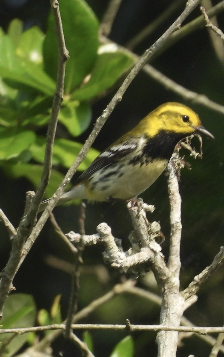 Black-throated Green Warbler - Lawrence Datnoff