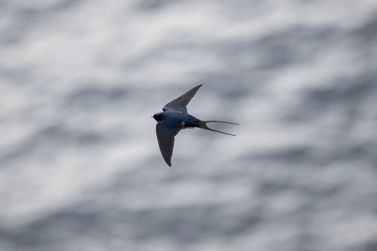 Barn Swallow - ML618072365