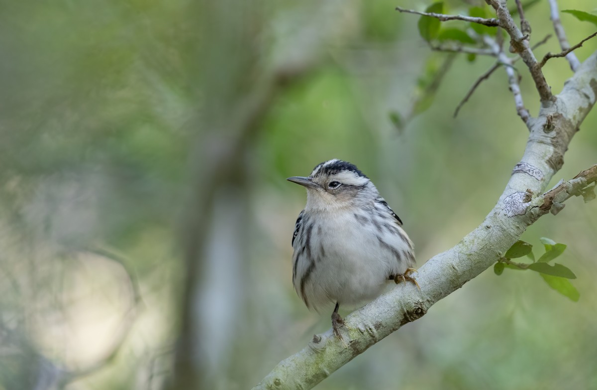 Black-and-white Warbler - Loren Merrill