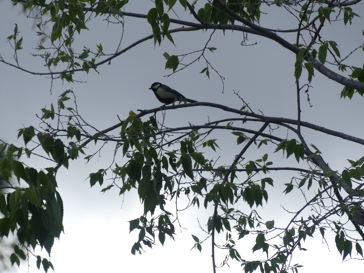 Great Tit - ML618072367