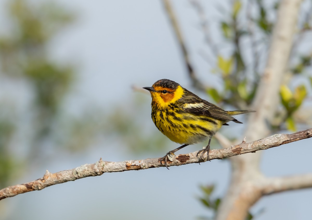 Cape May Warbler - Loren Merrill