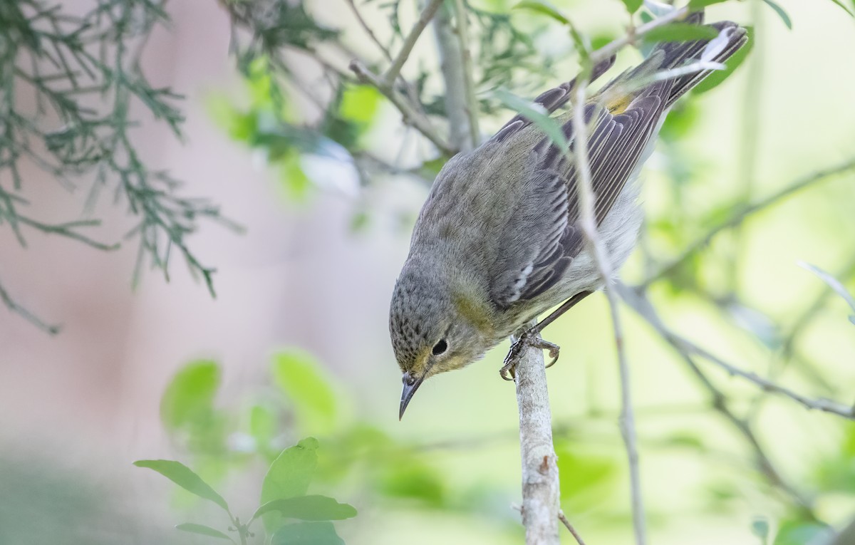 Cape May Warbler - Loren Merrill