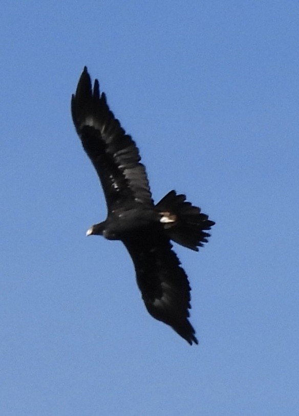 Wedge-tailed Eagle - Lissa Ryan