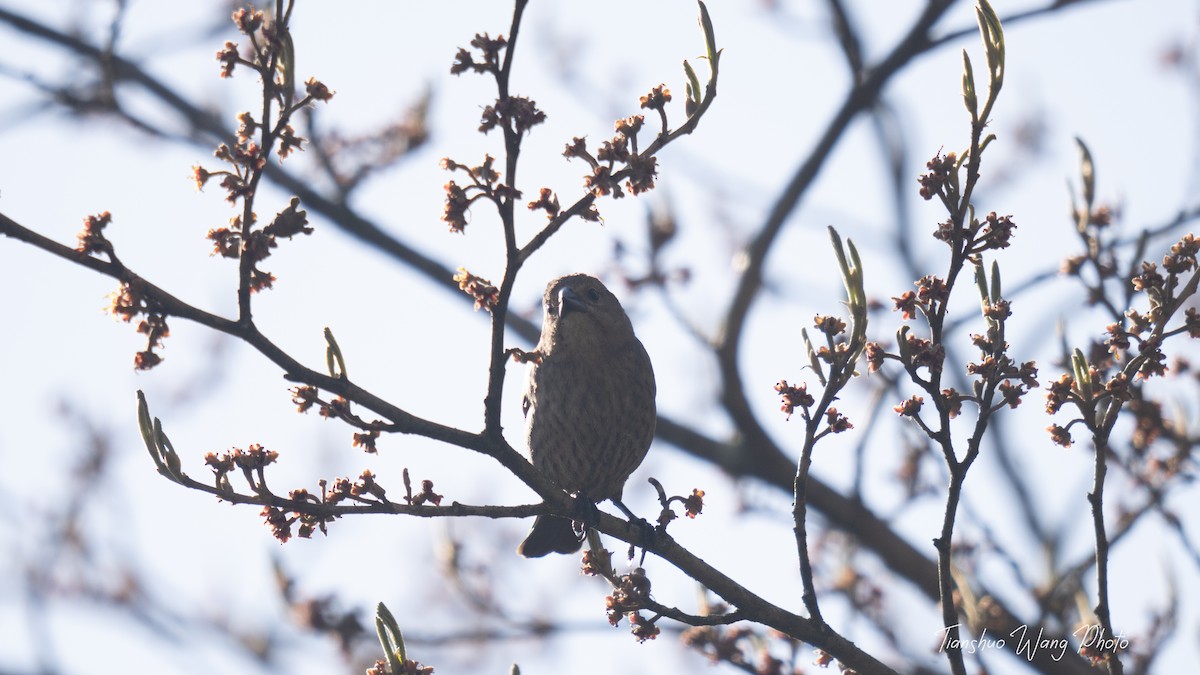 Brown-headed Cowbird - Tianshuo Wang