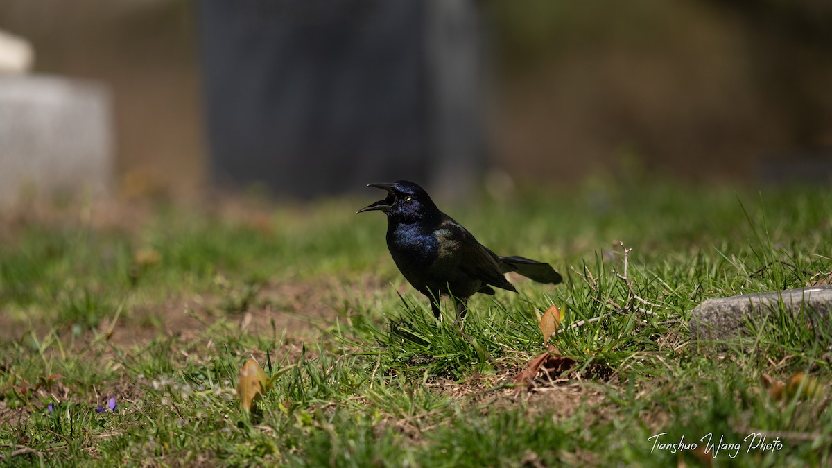 Common Grackle - Tianshuo Wang