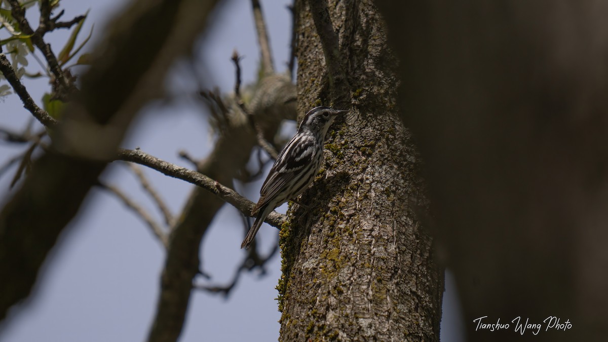 Black-and-white Warbler - Tianshuo Wang