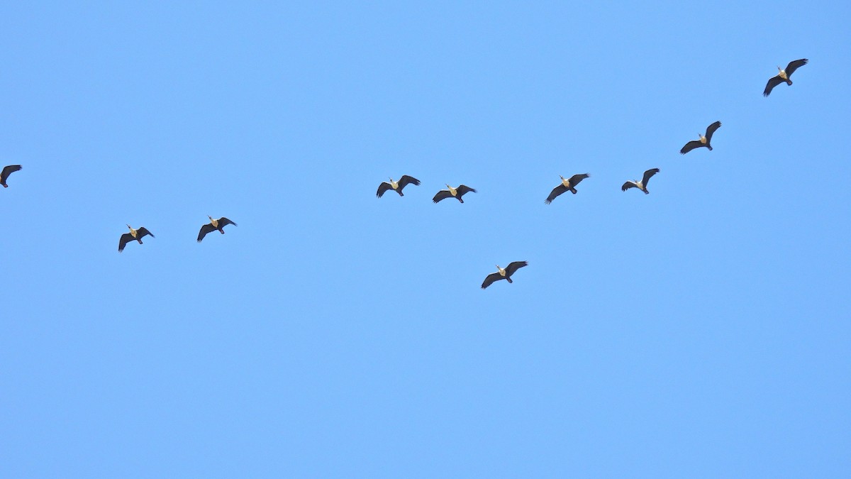 Black-faced Ibis - Hugo Valderrey