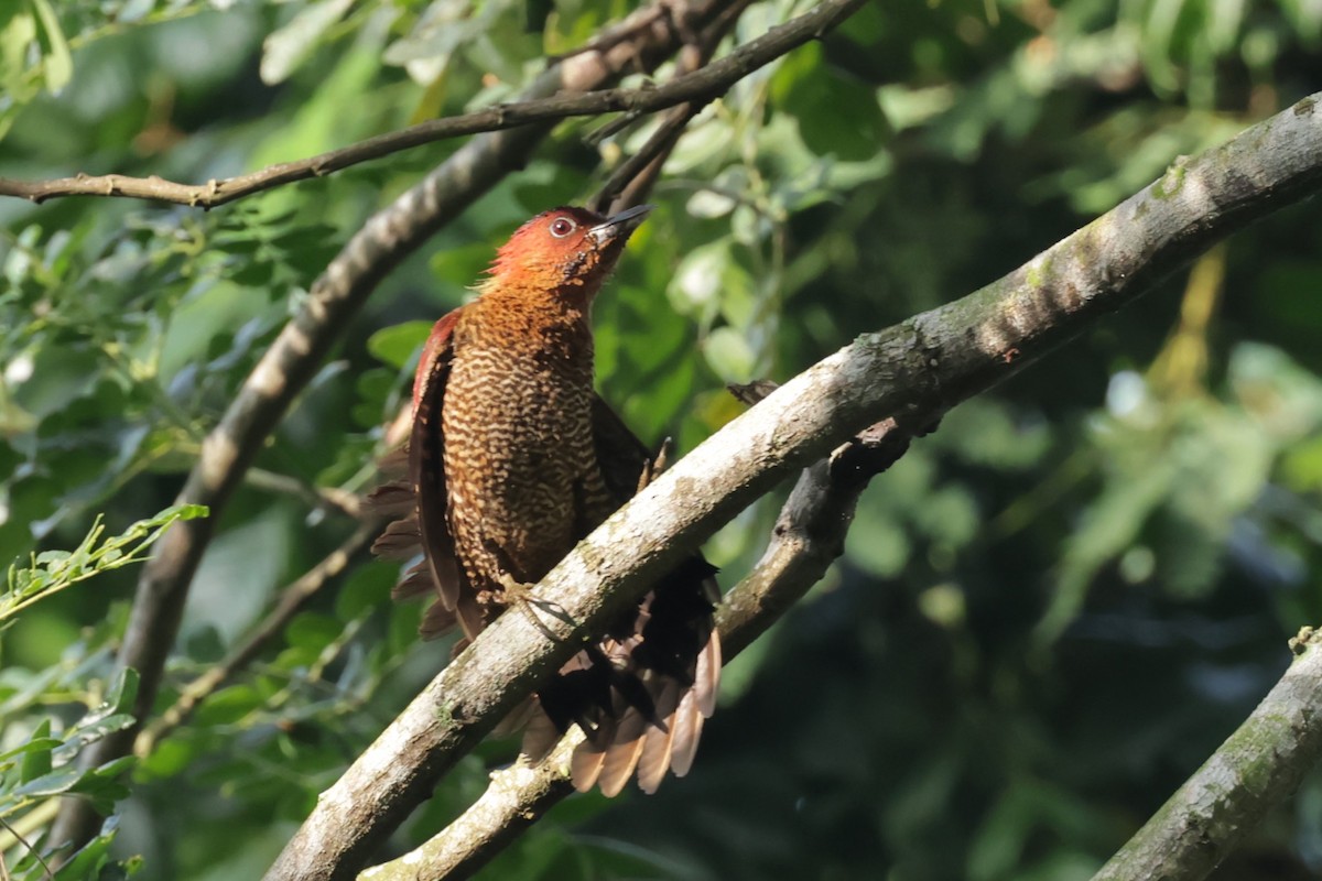 Banded Woodpecker - ML618072439