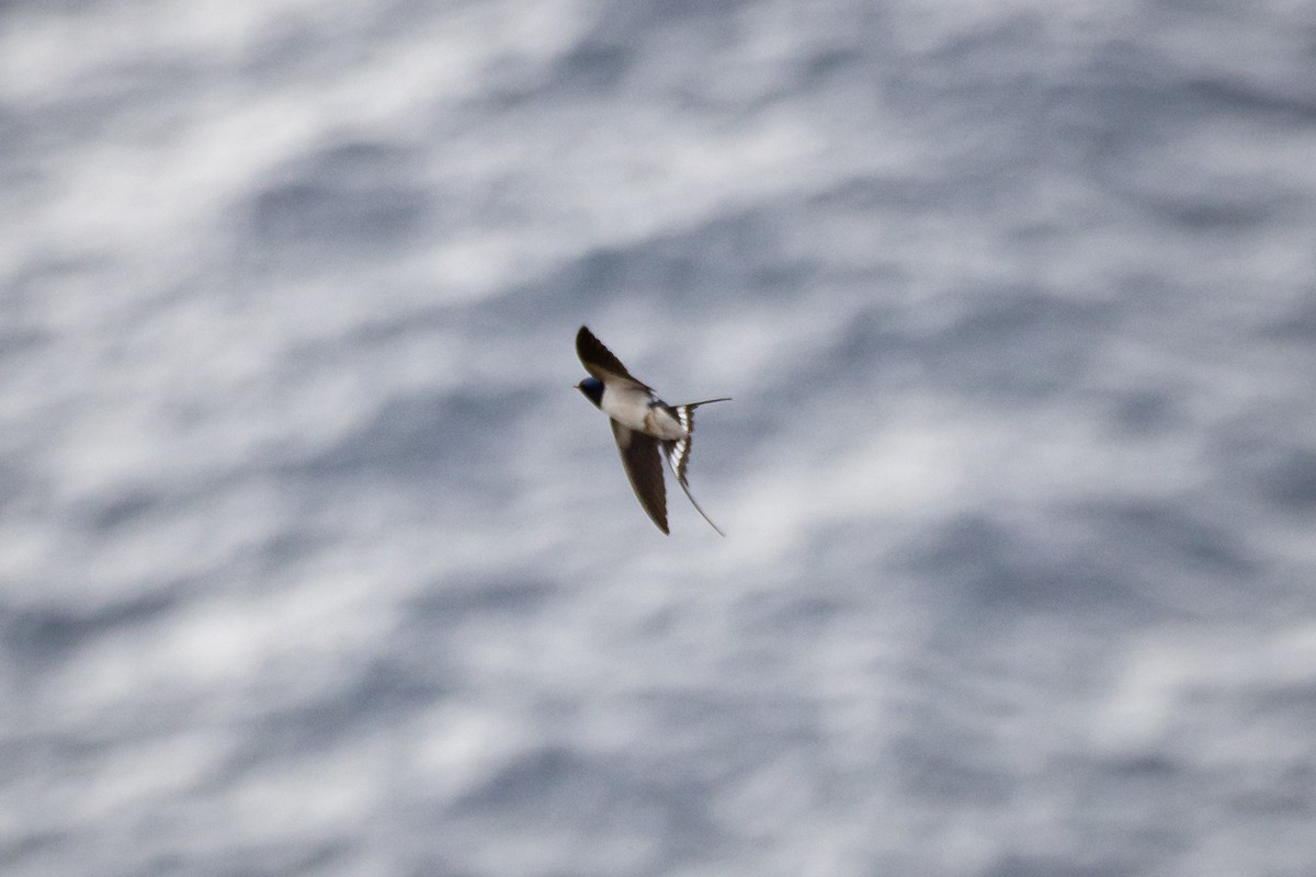 Barn Swallow - ML618072442