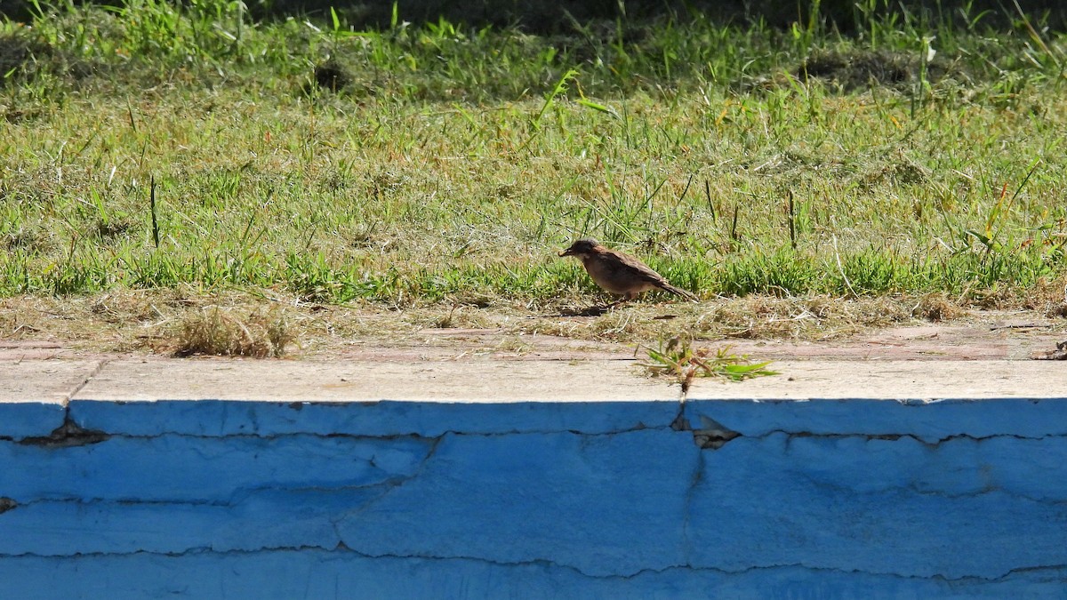 Rufous Hornero - Hugo Valderrey