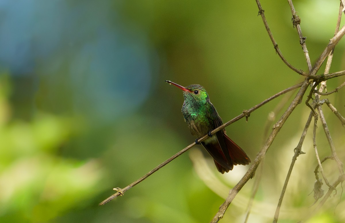 Rufous-tailed Hummingbird - ML618072450