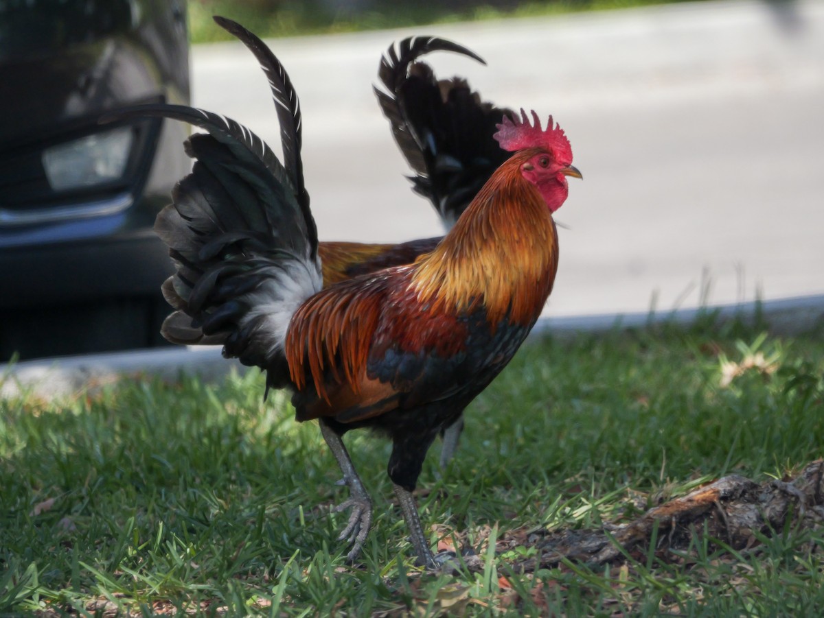 Red Junglefowl - Roger Horn