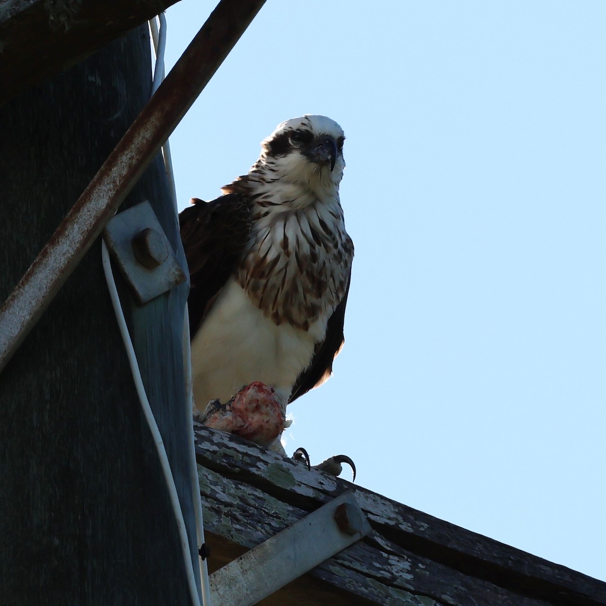 Osprey - Mark and Angela McCaffrey