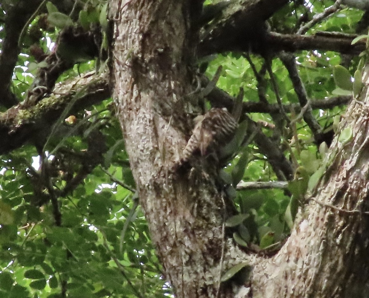 Sunda Pygmy Woodpecker - Dominique Dodge-Wan