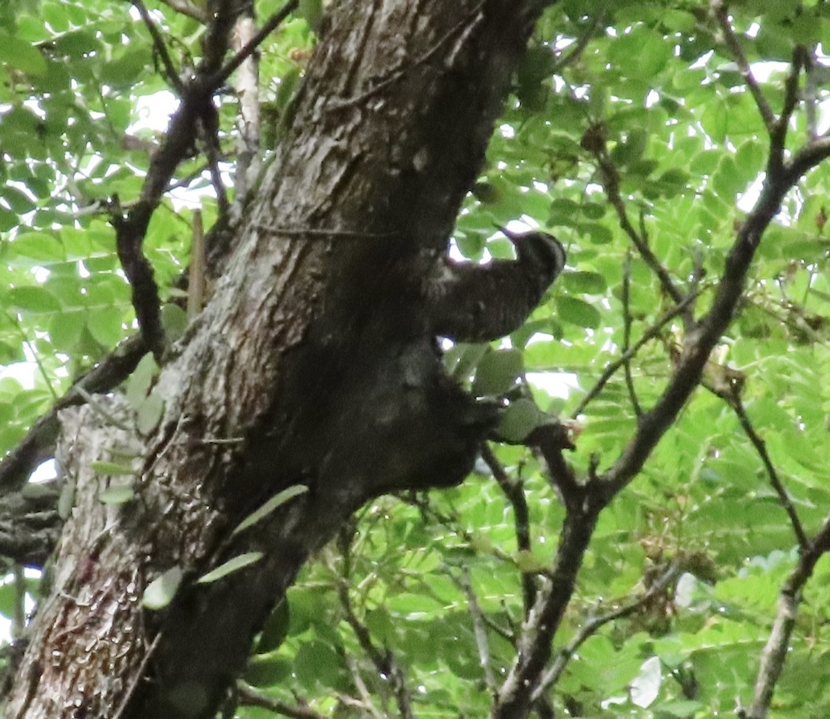 Sunda Pygmy Woodpecker - Dominique Dodge-Wan