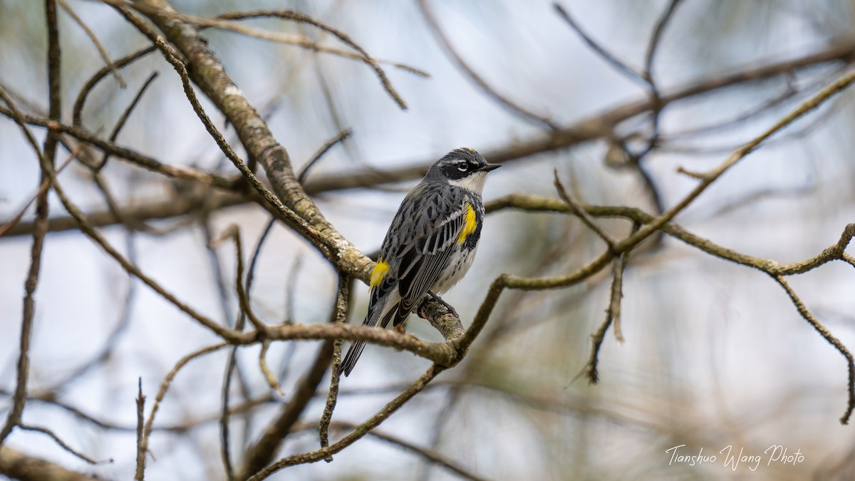 Yellow-rumped Warbler (Myrtle) - Tianshuo Wang