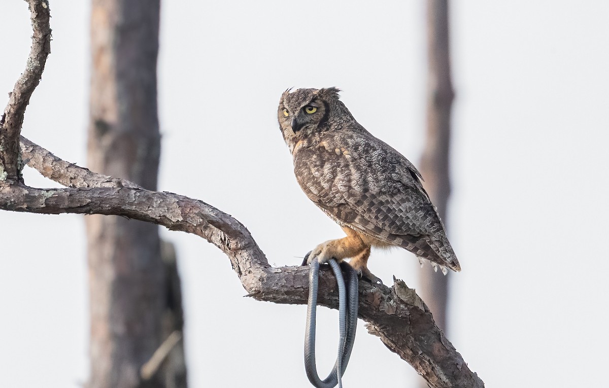 Great Horned Owl - Loren Merrill