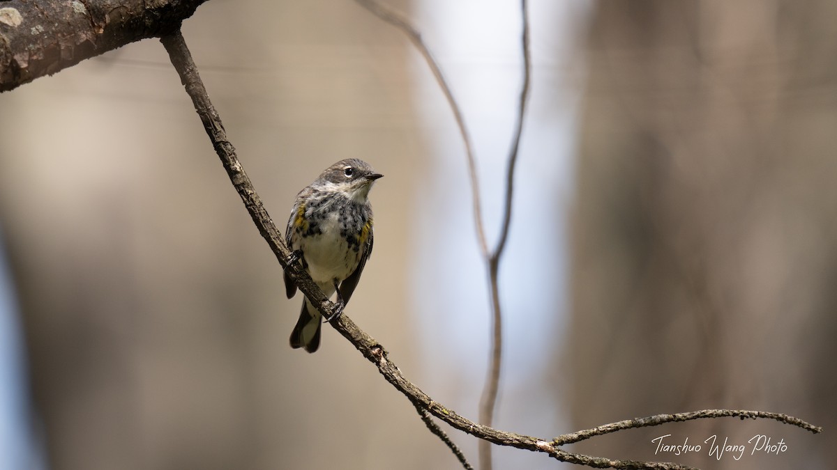 Yellow-rumped Warbler (Myrtle) - Tianshuo Wang