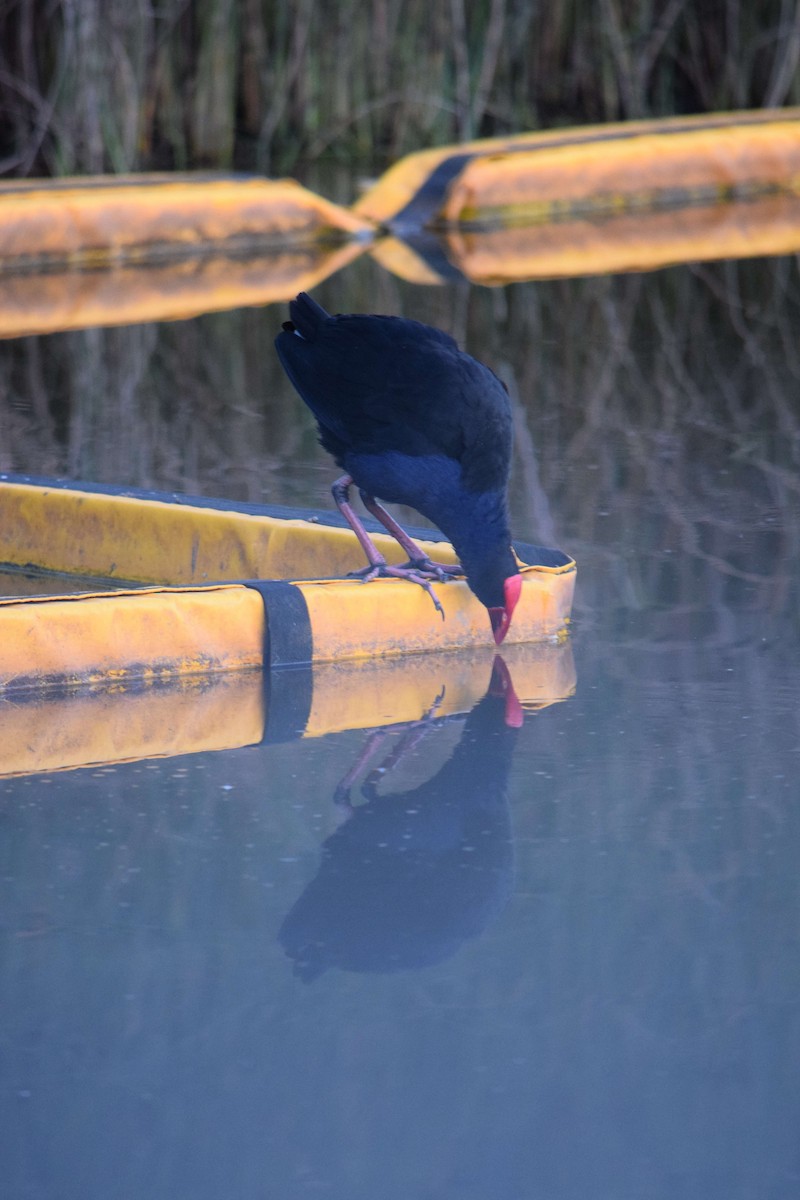 Australasian Swamphen - ML618072519