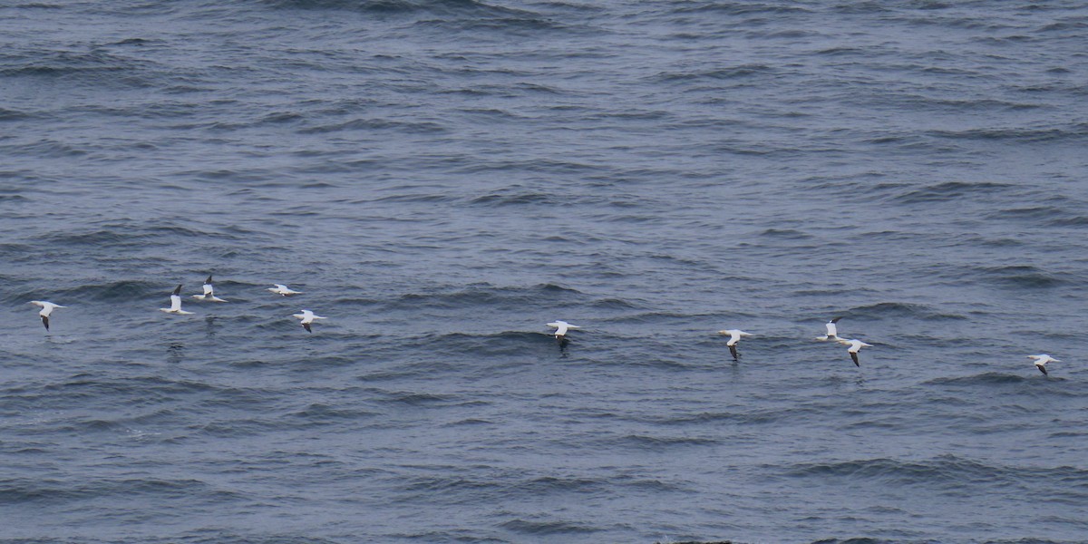 Northern Gannet - ML618072520