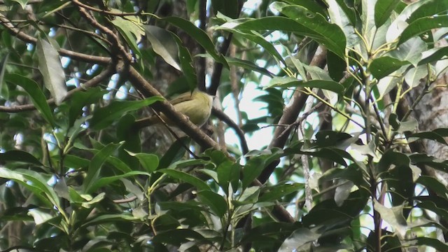 Gray-eyed Bulbul - ML618072521