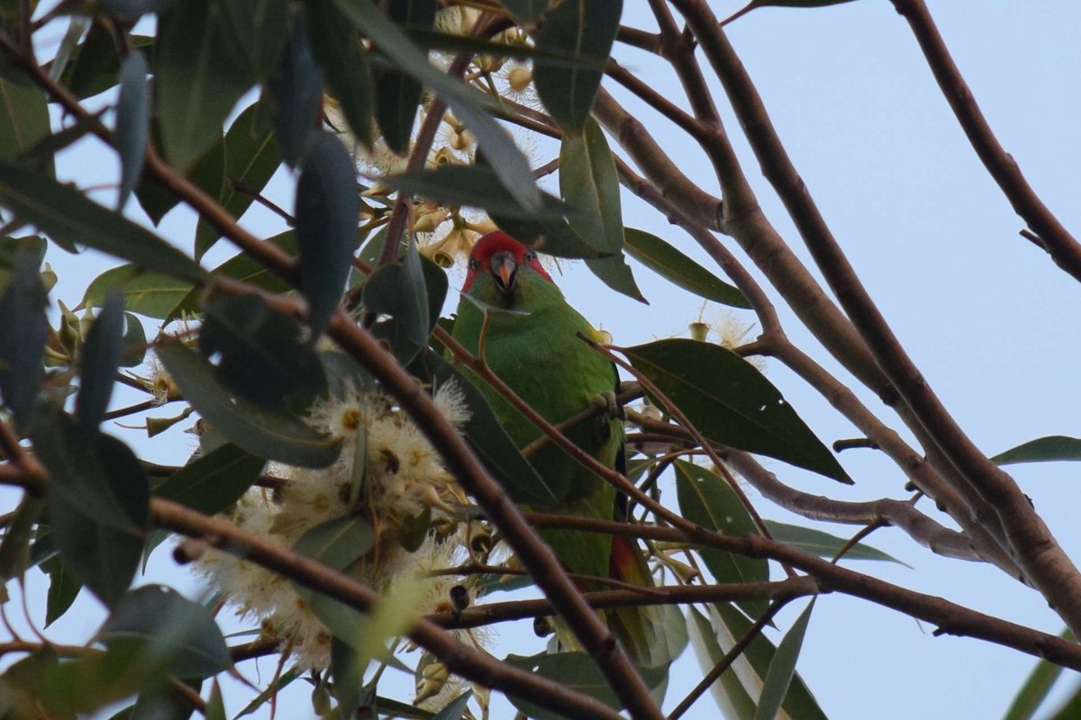 Musk Lorikeet - ML618072522