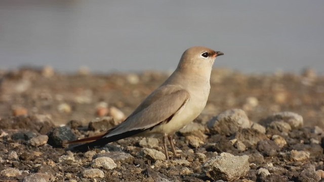 Small Pratincole - ML618072525