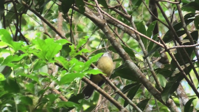 Puff-throated Bulbul - ML618072527