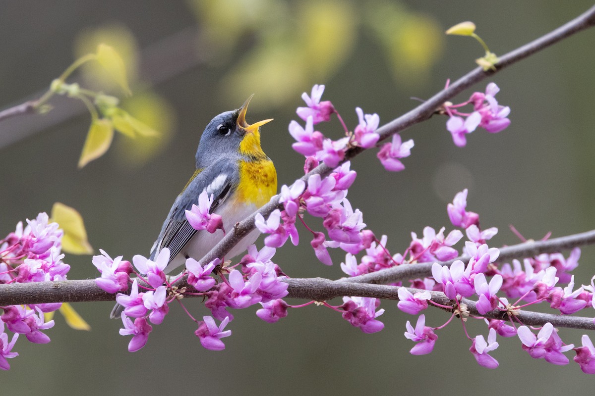 Northern Parula - Phil Lehman