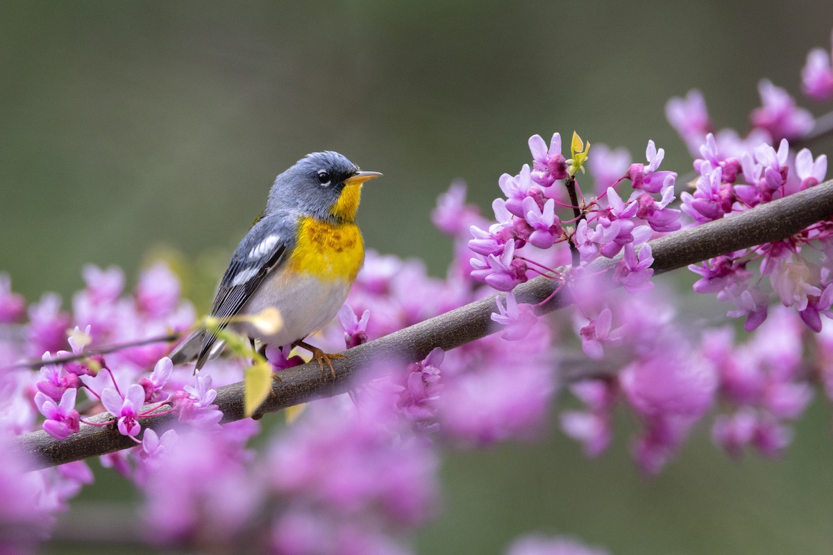 Northern Parula - Phil Lehman