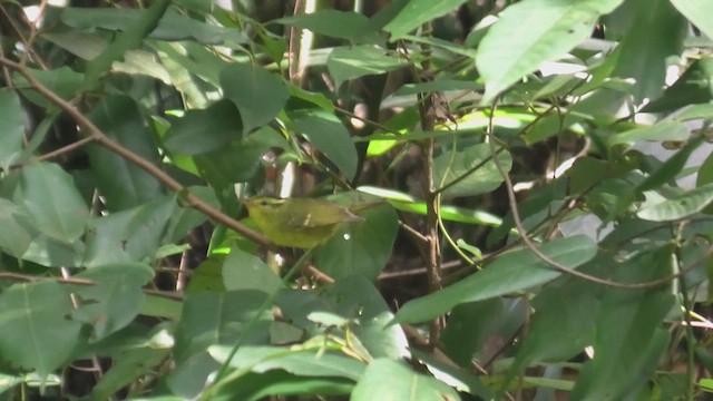 Mosquitero de Rickett - ML618072538