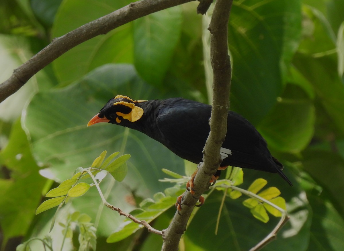 Miná Indio - ML618072545