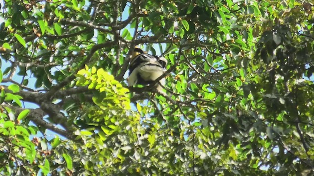 Doppelhornvogel - ML618072549