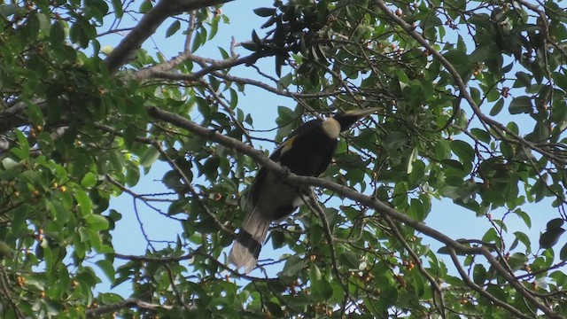 Great Hornbill - ML618072551