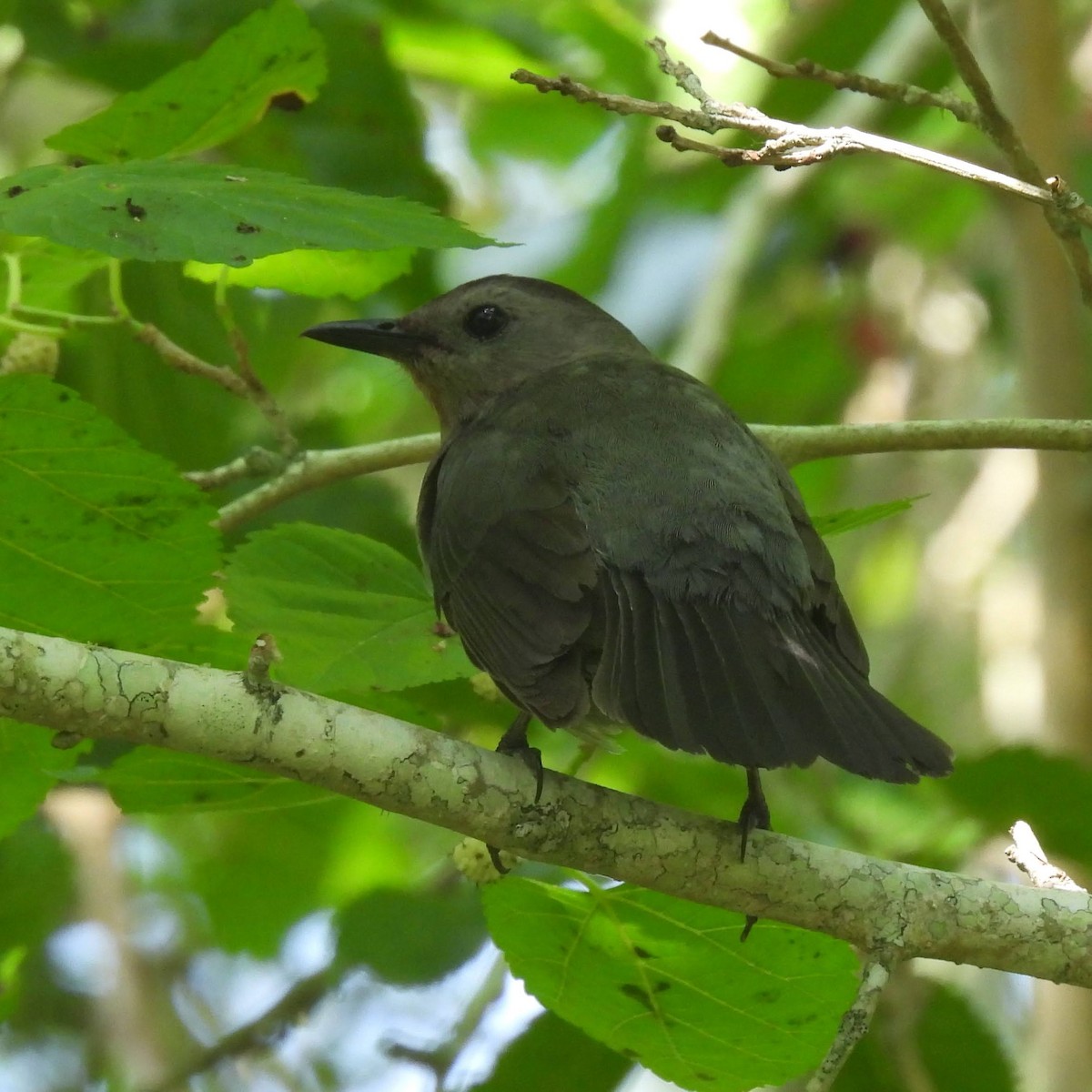 Gray Catbird - Margi Finch