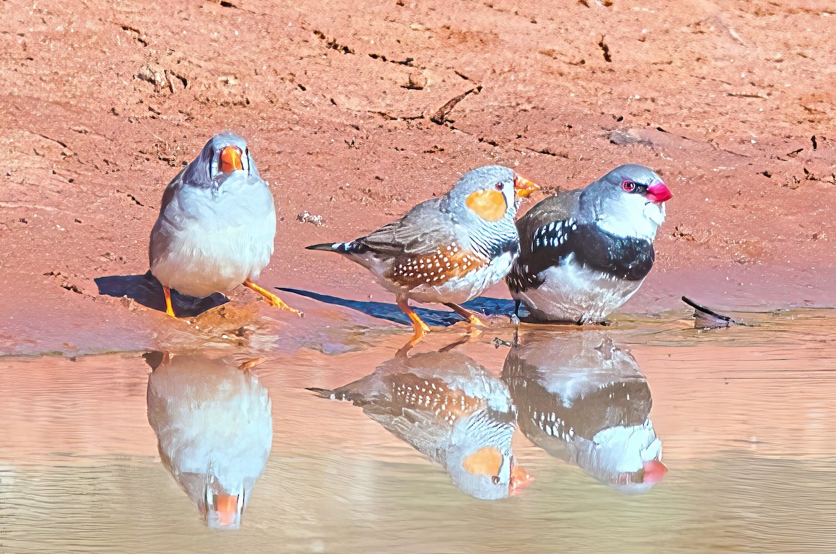 Diamond Firetail - Alfons  Lawen