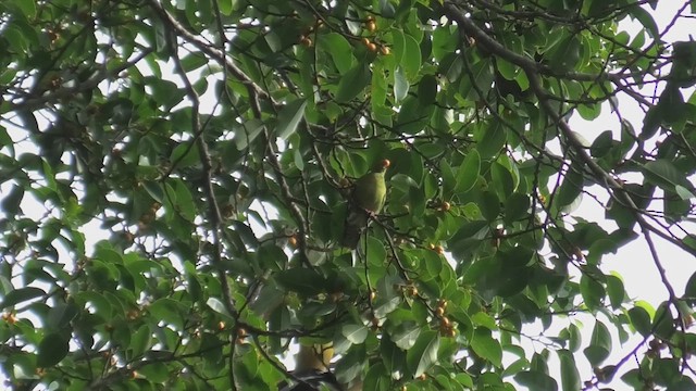 Thick-billed Green-Pigeon - ML618072559