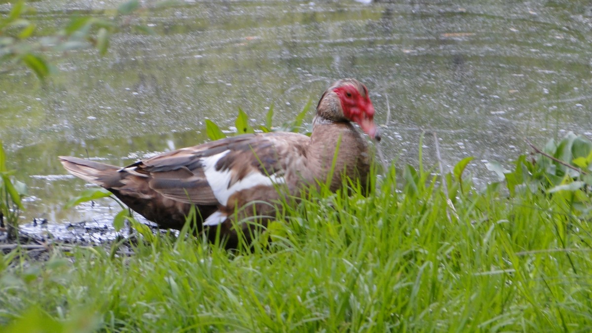 ノバリケン（家畜） - ML618072566