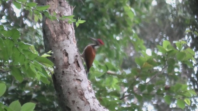 Greater Flameback - ML618072567