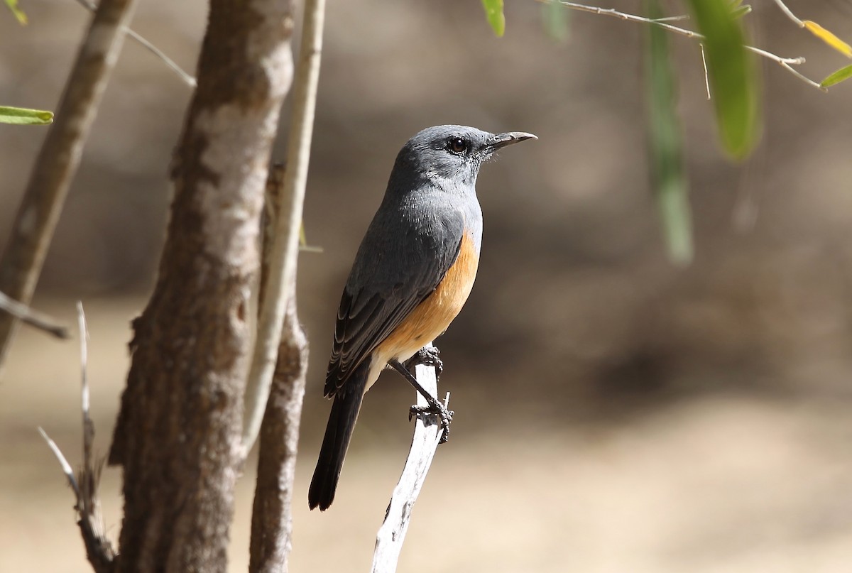 Littoral Rock-Thrush - David Brassington