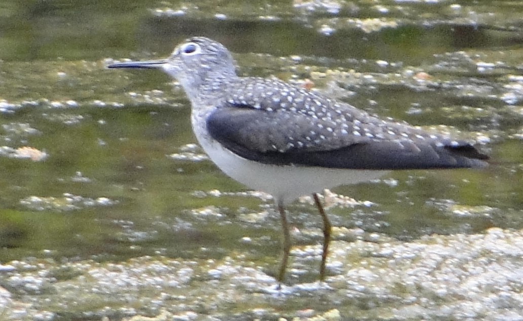 コシグロクサシギ - ML618072576