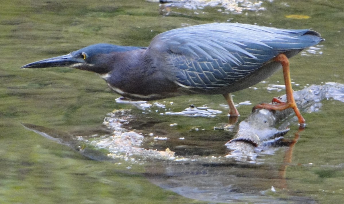 アメリカササゴイ - ML618072583