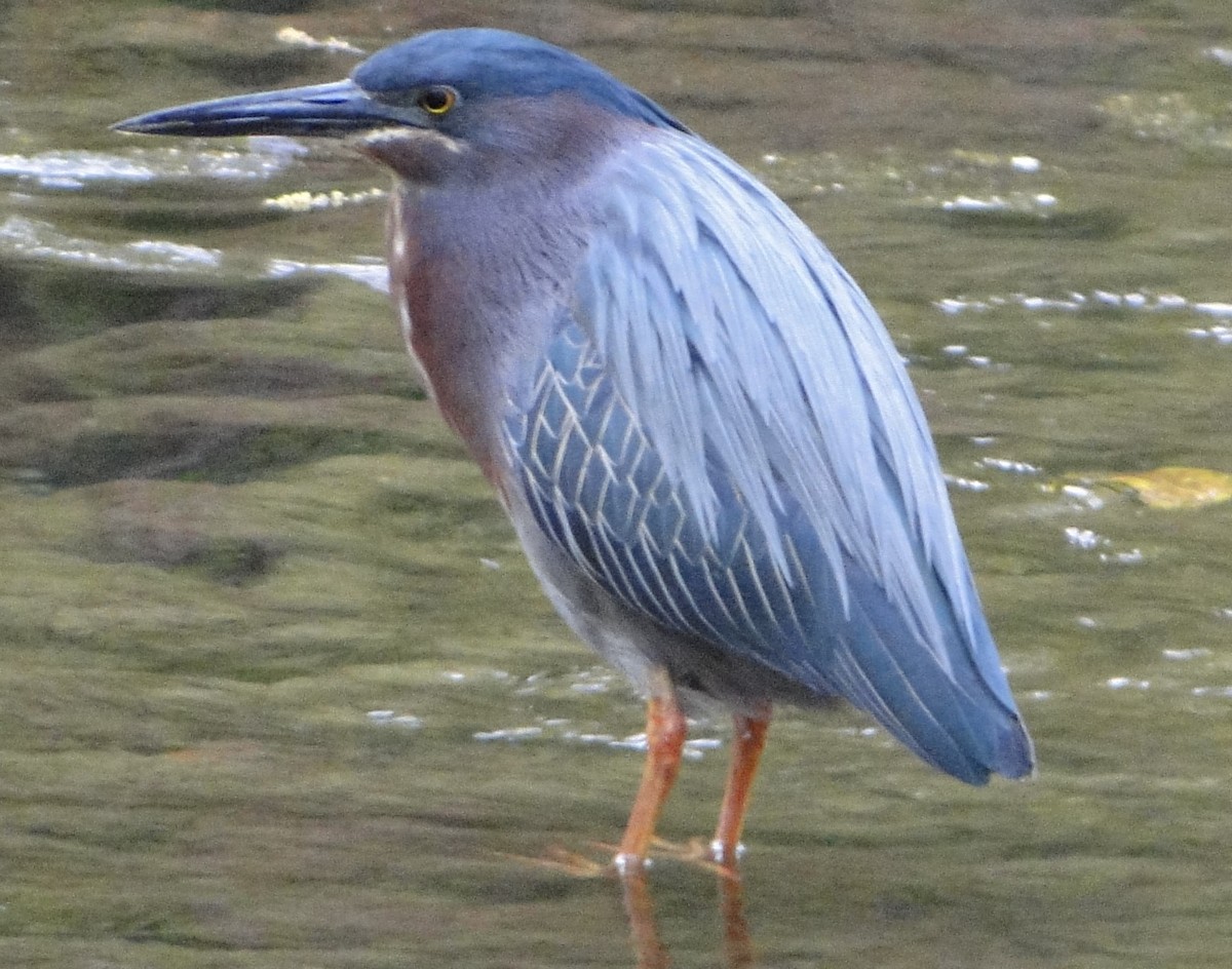 アメリカササゴイ - ML618072591