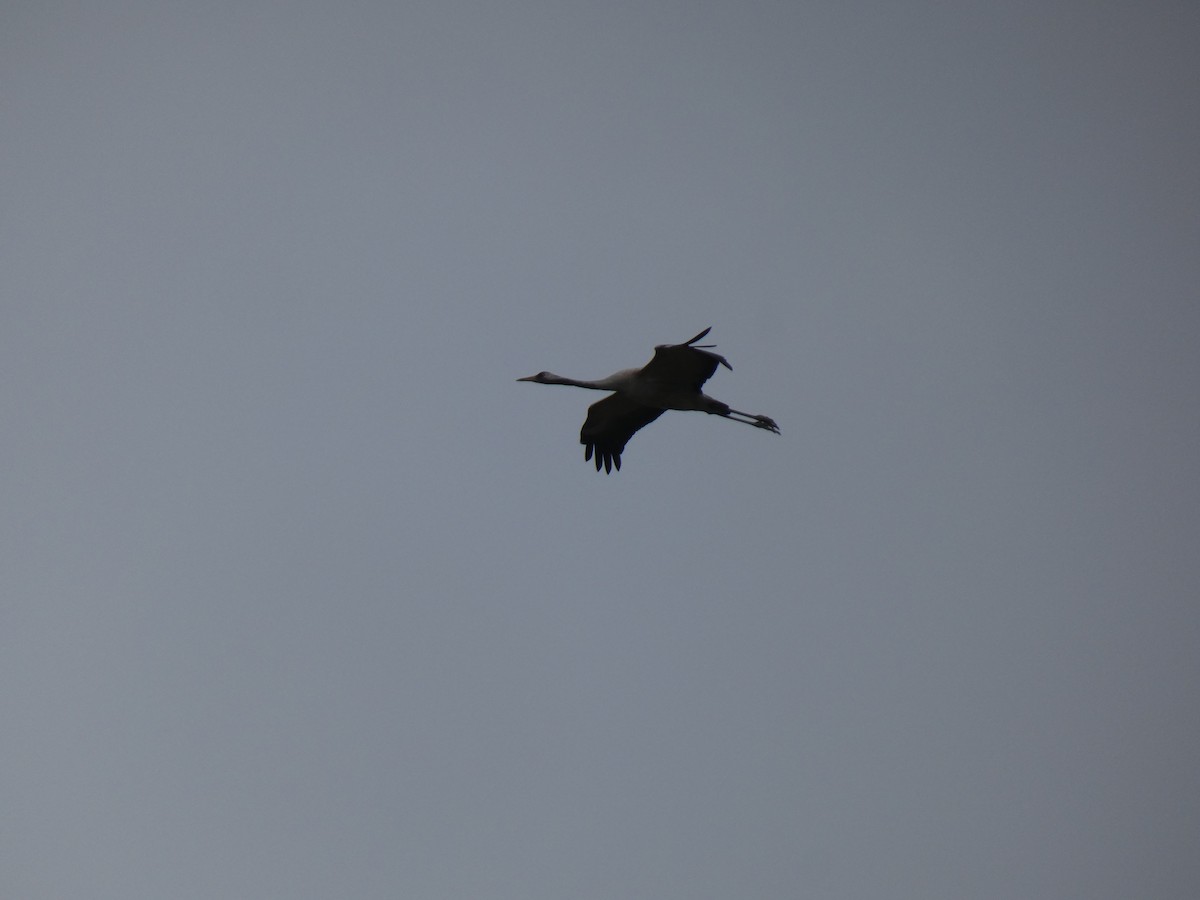 Common Crane - ML618072598