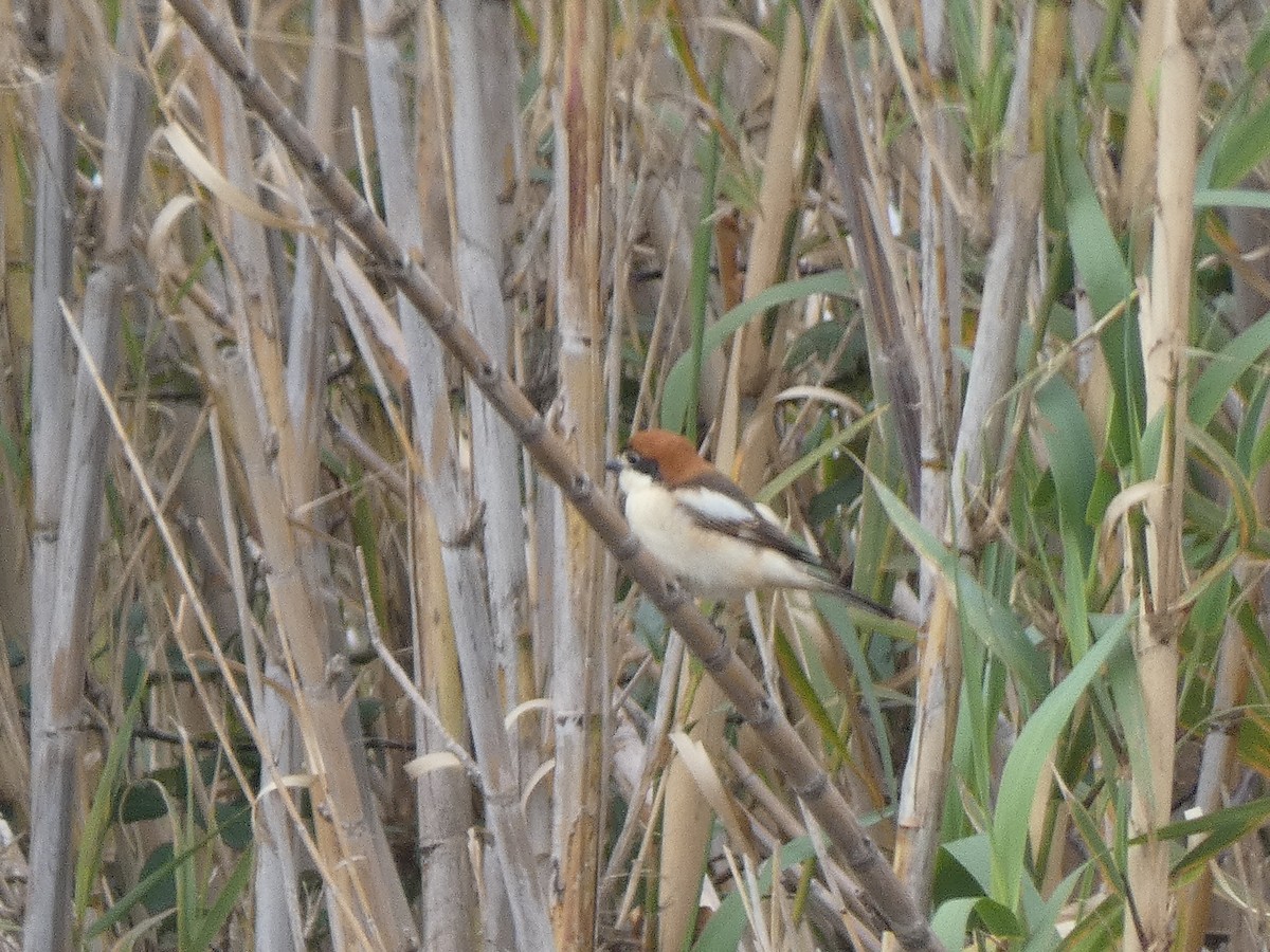 Woodchat Shrike - ML618072601